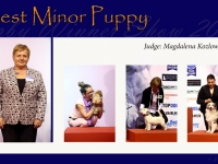 w-5_BEST_MINOR_PUPPY