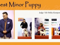 w-5_BEST_MINOR_PUPPY